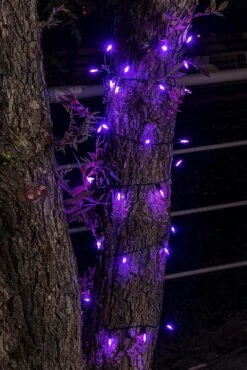 17.3 Ft Battery Operated 50 Counts Purple LED String Lights -Joiedomi 91 6iQPpNYL. AC SL1500